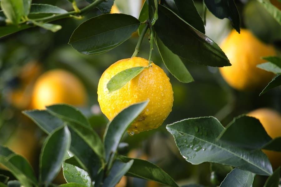 albero di limoni