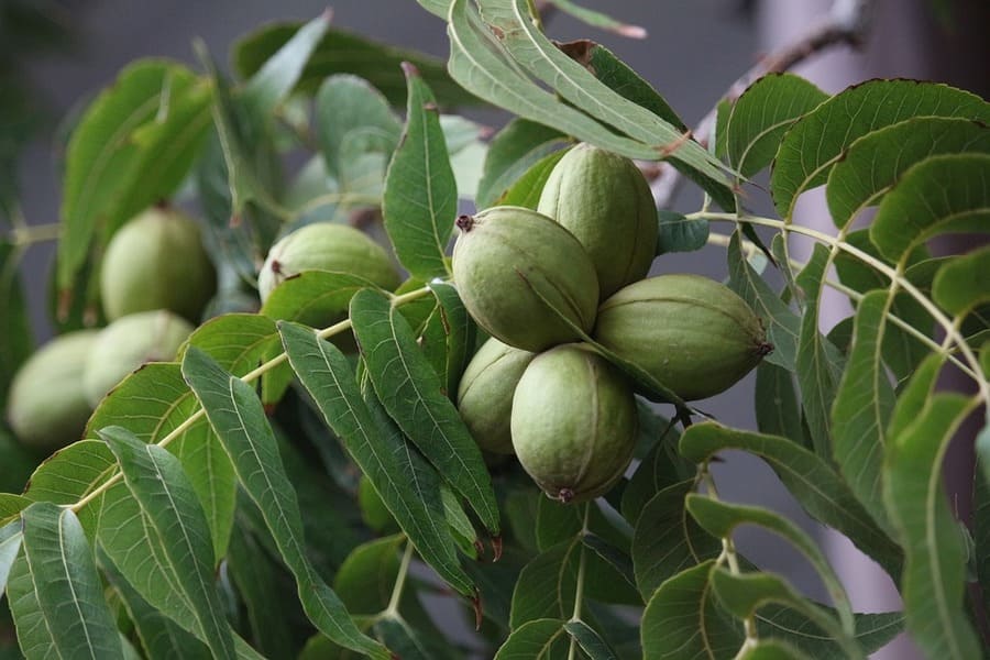 albero di noci