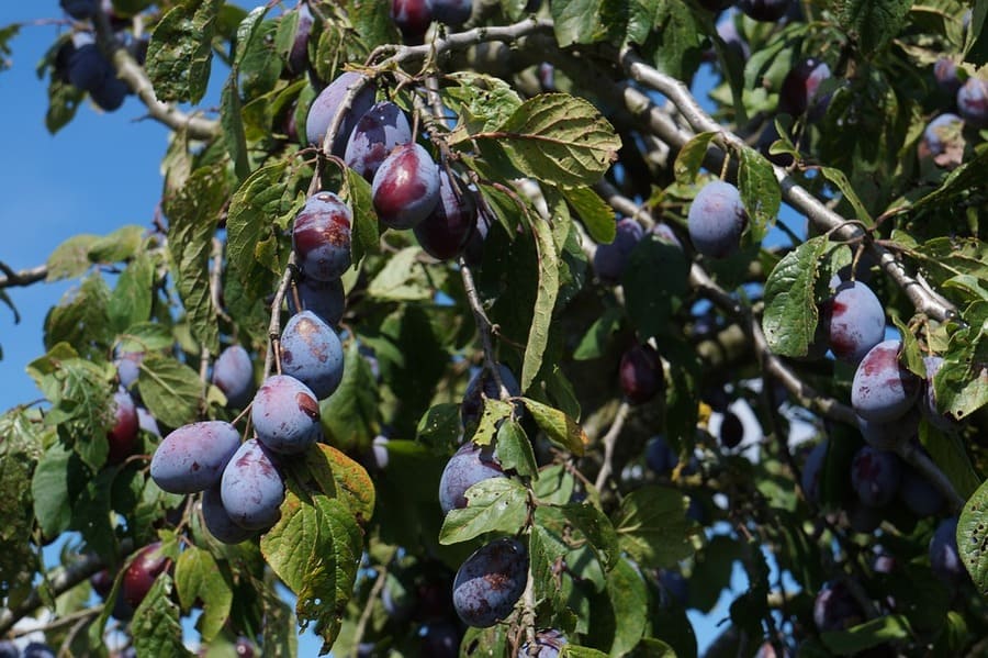 albero di susine