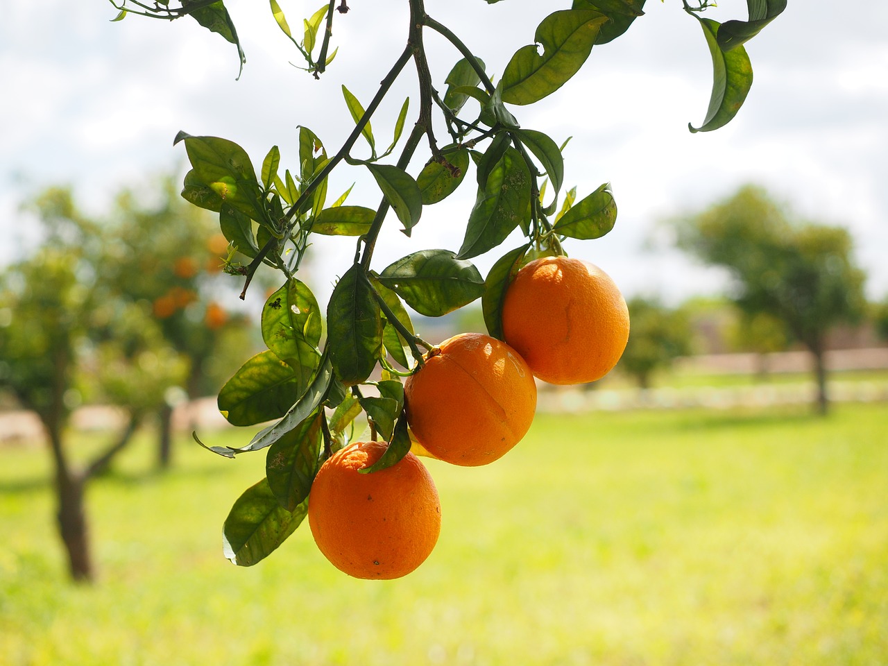 Come coltivare un albero di arancio