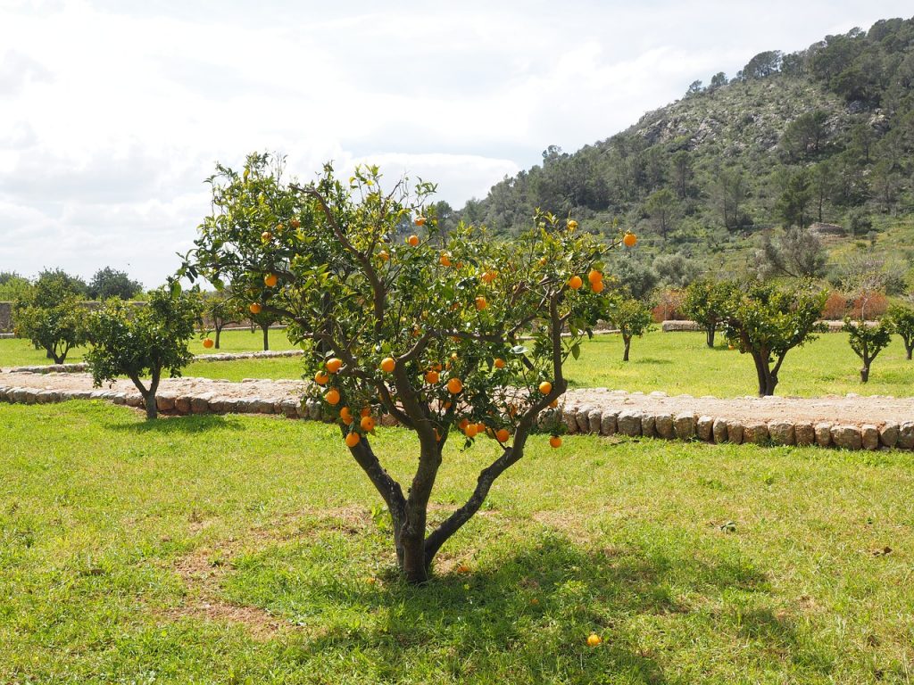 Come coltivare un albero di arancio
