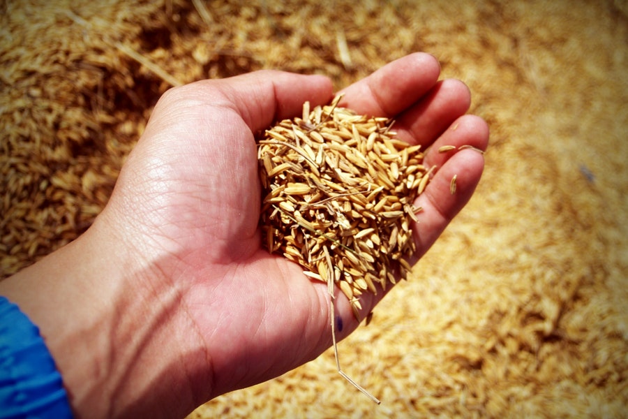 arrivo delle tecnologie 4.0 in agricoltura.