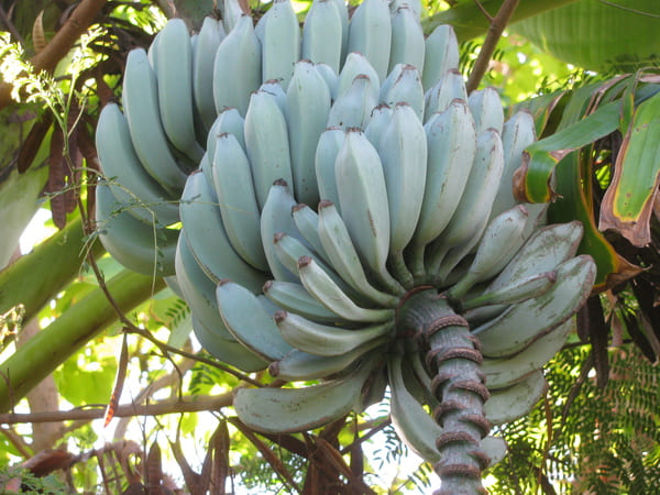 banane giganti
