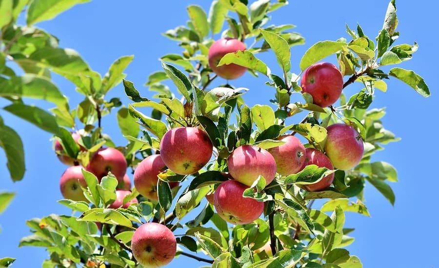 coltivare albero mele