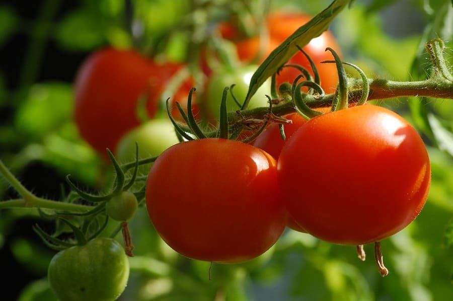 consociazione pomodori