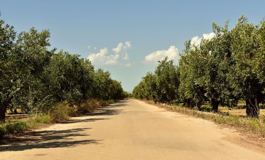 emergenza xylella