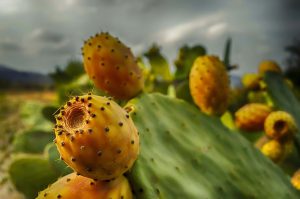 fichi d'india