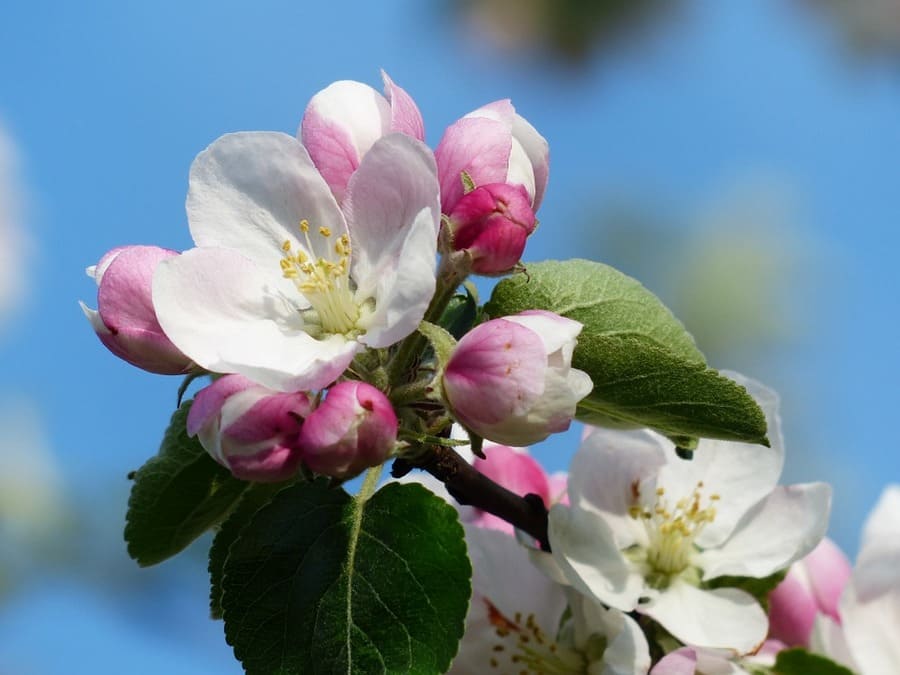 fiori del melo