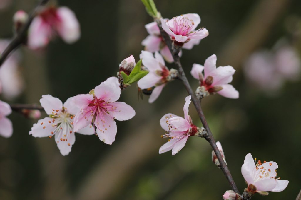 Pesco in fiore