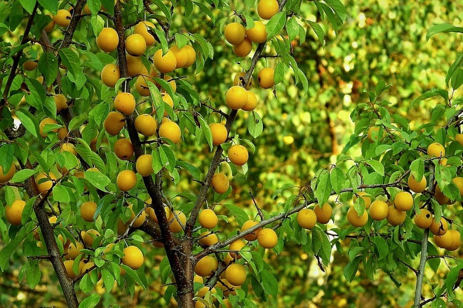 innesto agrumi