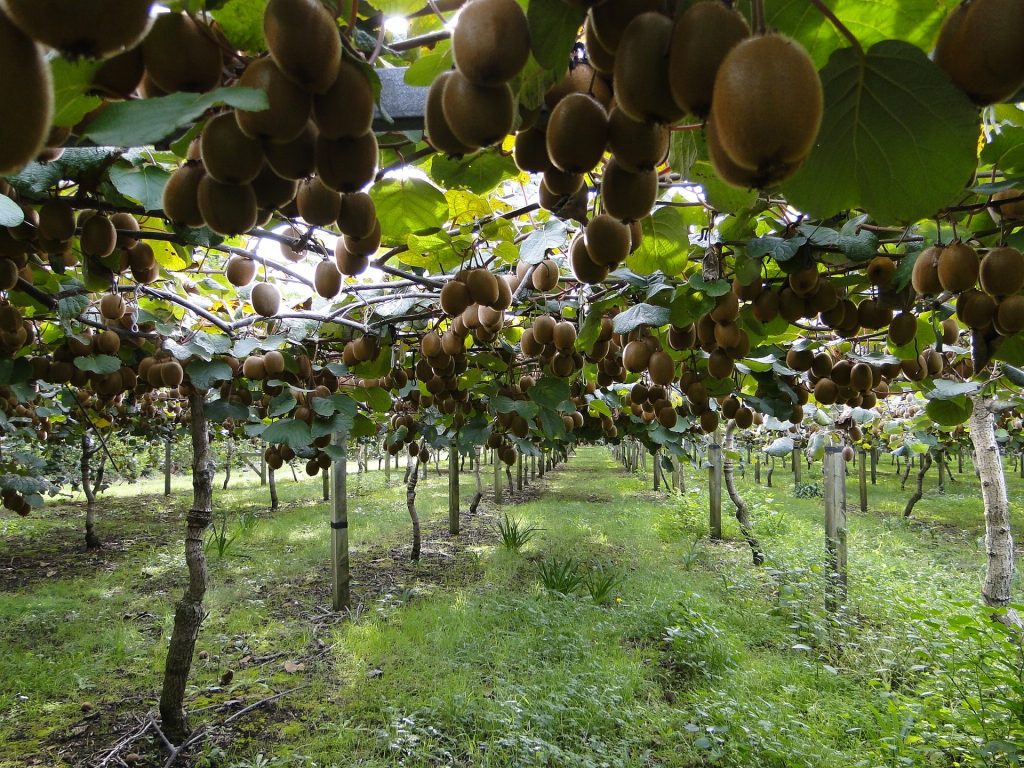 La potatura del kiwi