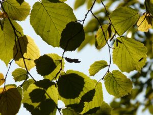 Come coltivare il nocciolo