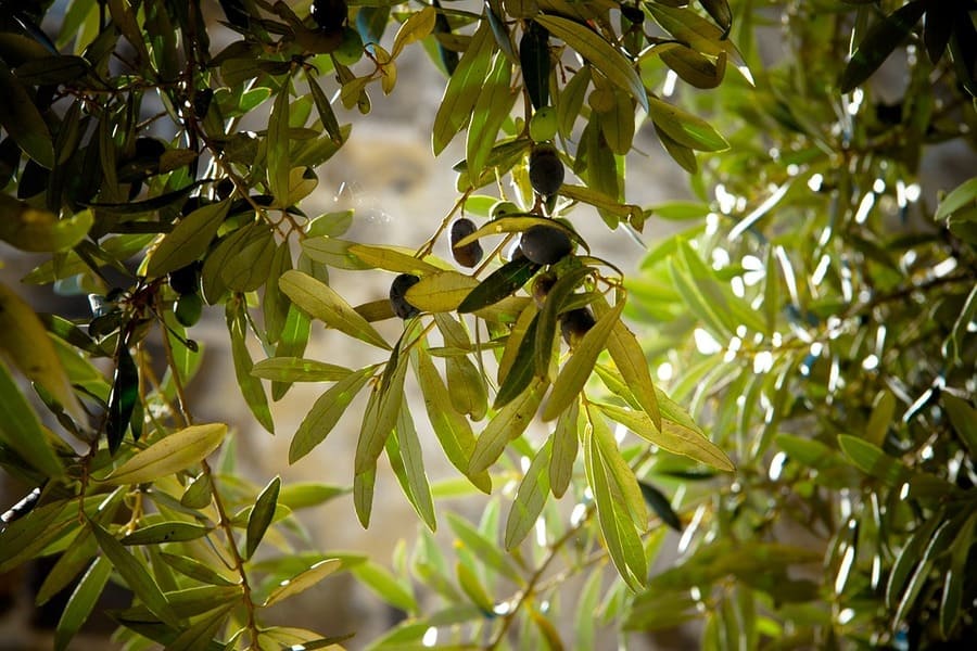malattia degli ulivi