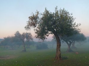 umidità olivo