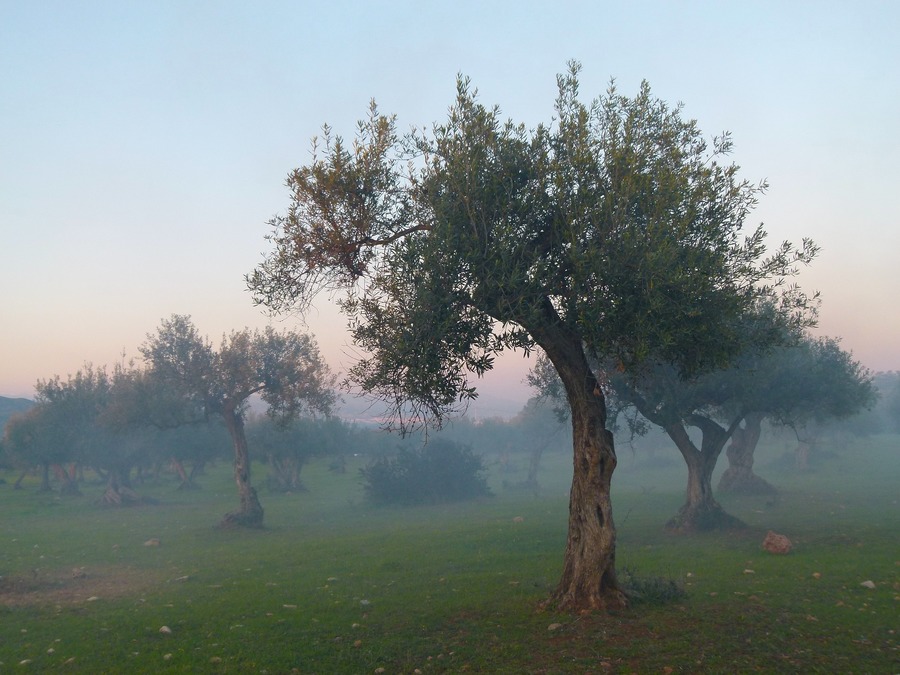 umidità olivo