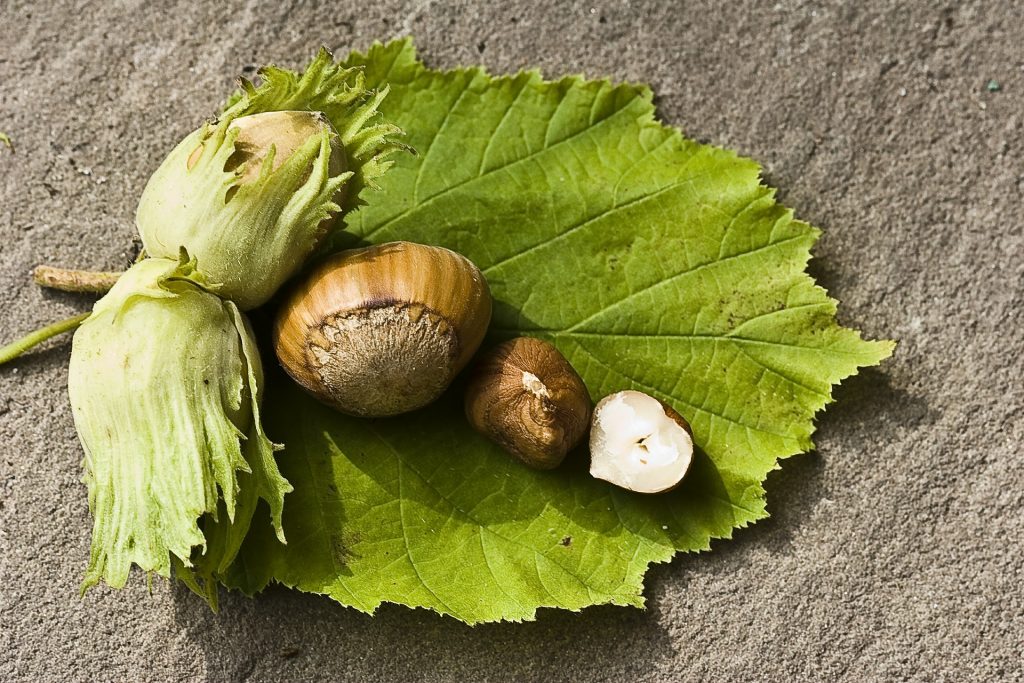 Come coltivare il nocciolo