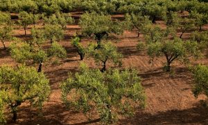 irrigazione olivo