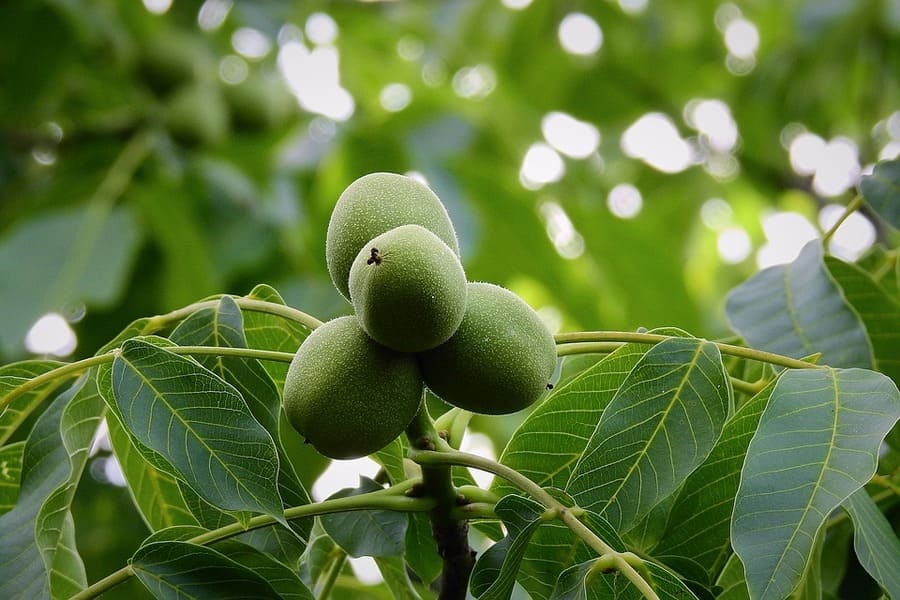 parassiti delle noci