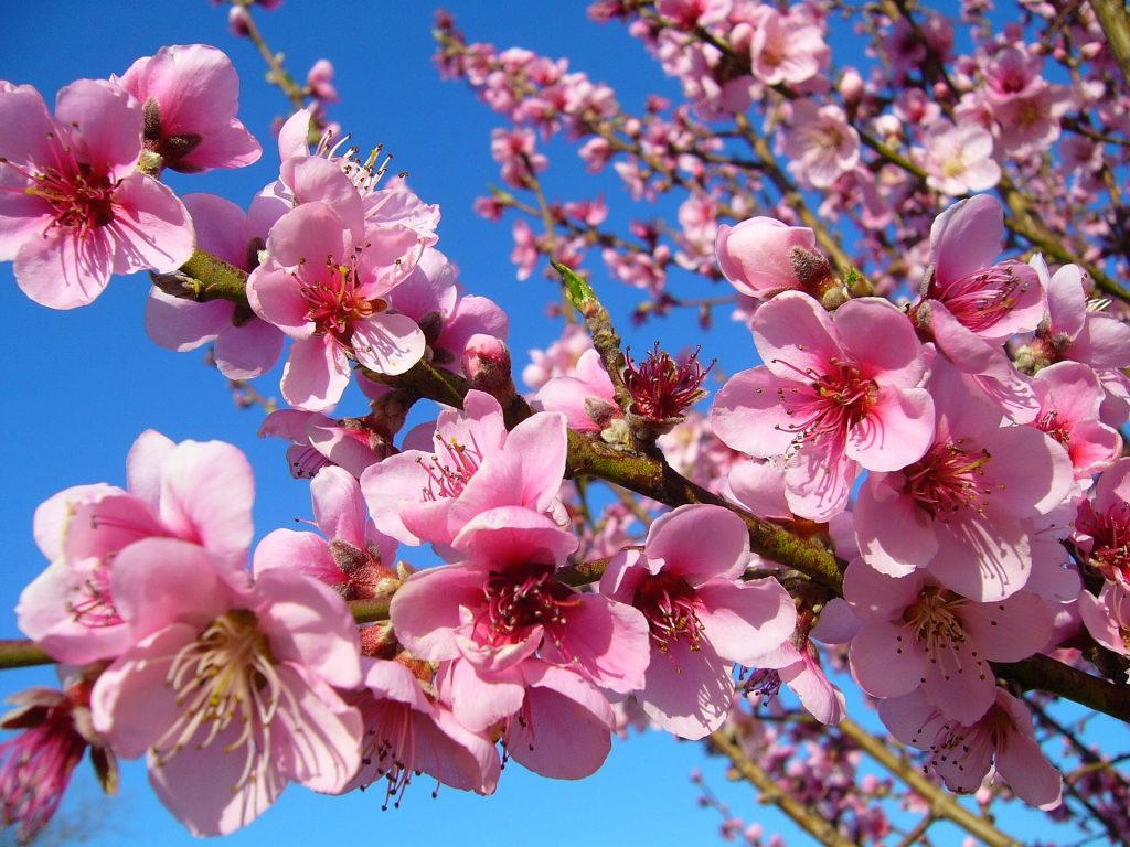 Pesco in fiore