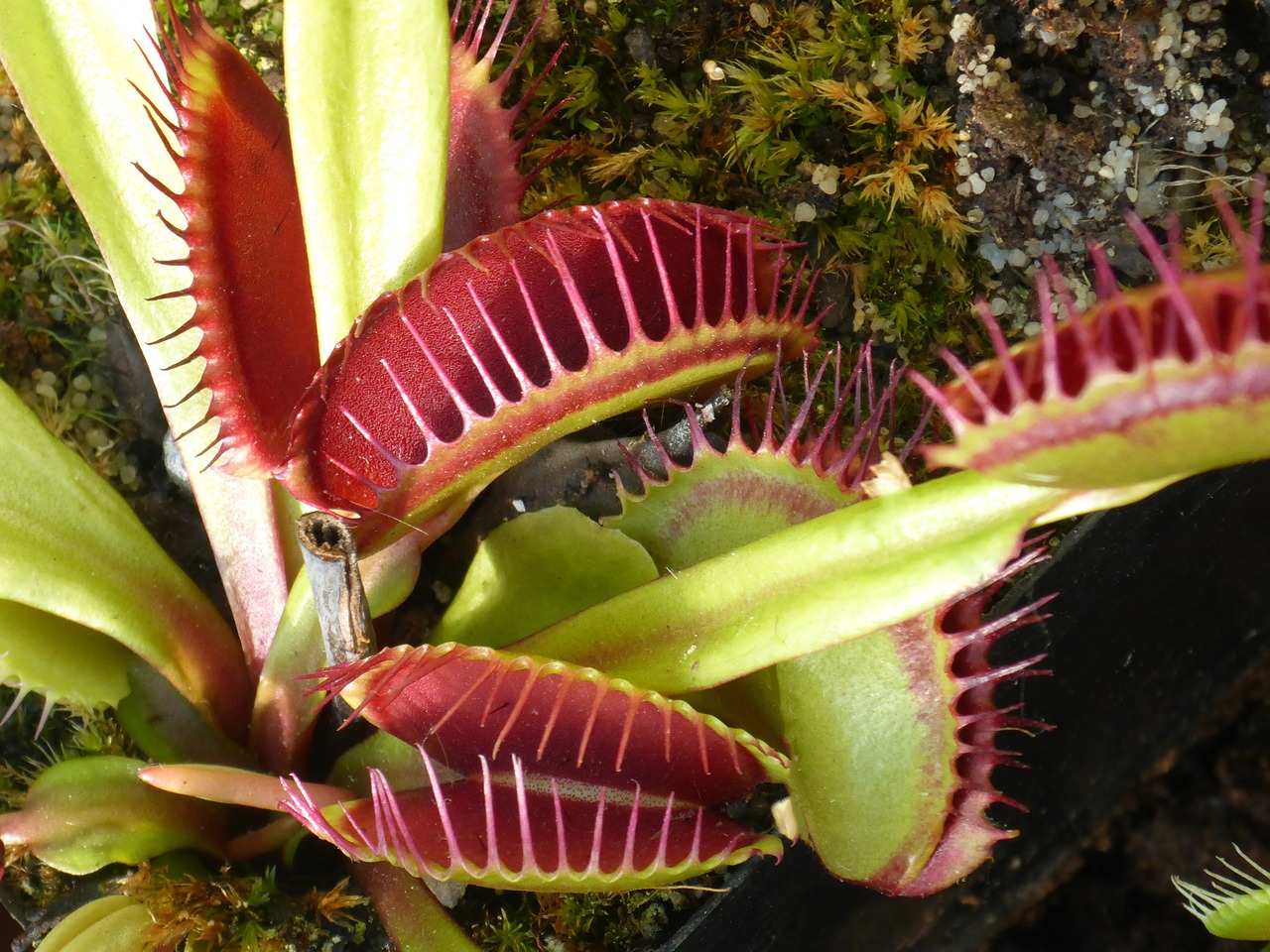 Piante carnivore le più famose e come prendersene cura.