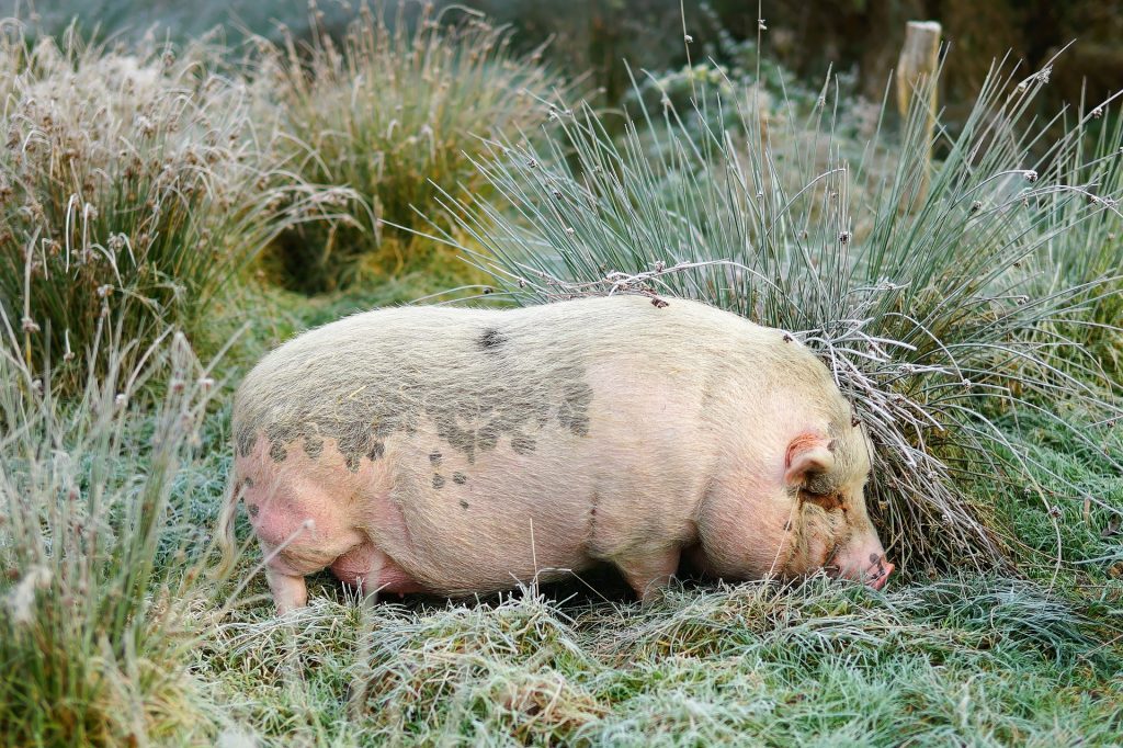 Peste suina africana in Europa