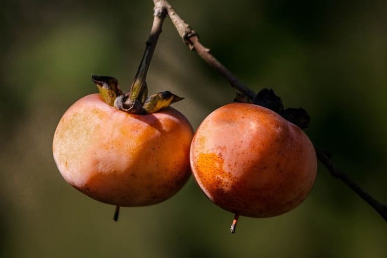 Albero Di Cachi (Kaki) Vaniglia - Pianta Da Frutto Vera, Età 2 Anni, Vaso 20 Cm, Altezza 140 Cm, Perfetta Per Giardino