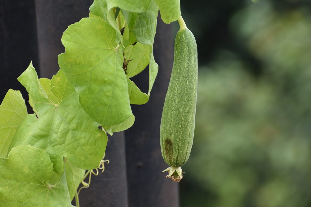 Coltivazione della luffa