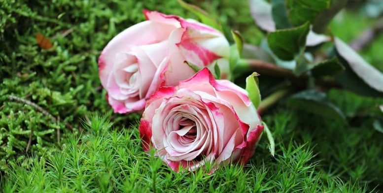 medio El cuarto jardín Malattie delle rose: le più diffuse e le cure migliori