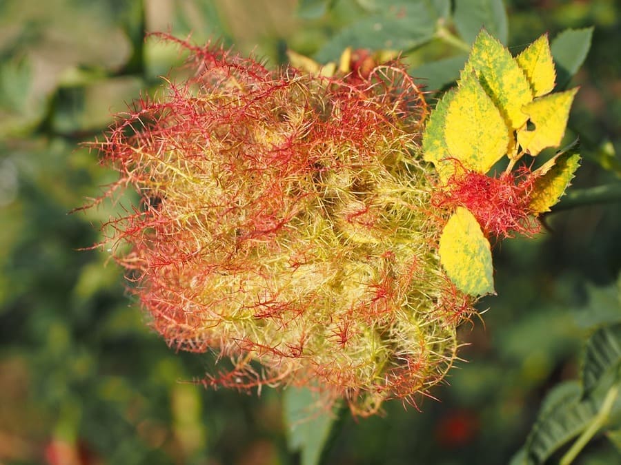 rose ingiallite