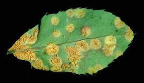 malattie del ciliegio