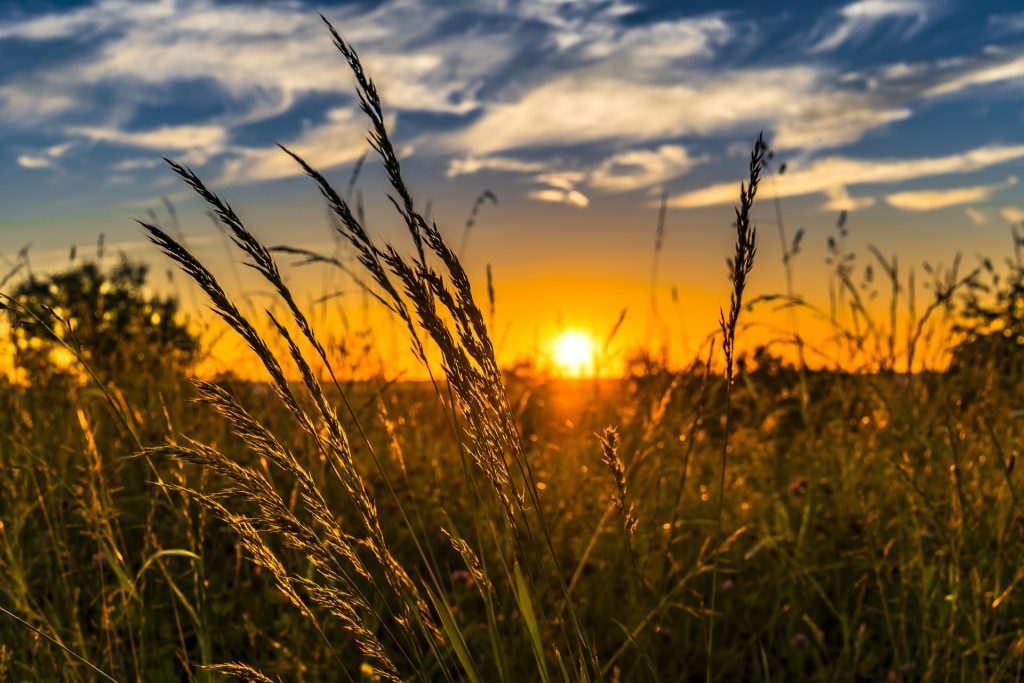 Partita IVA e agricoltura