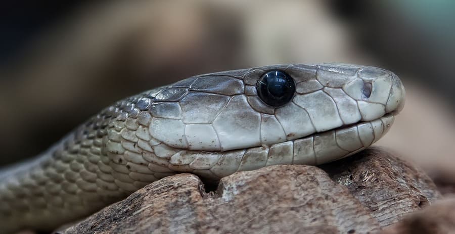testa della vipera
