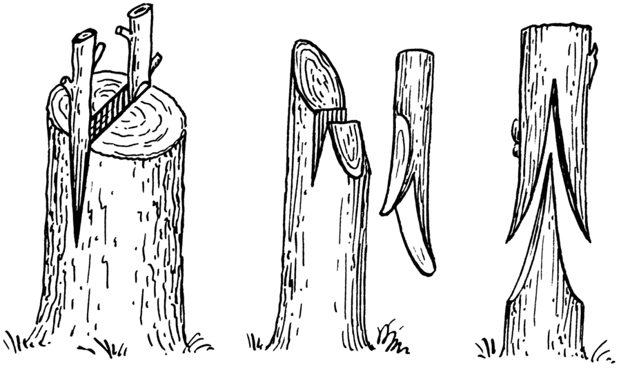 tipi di innesto