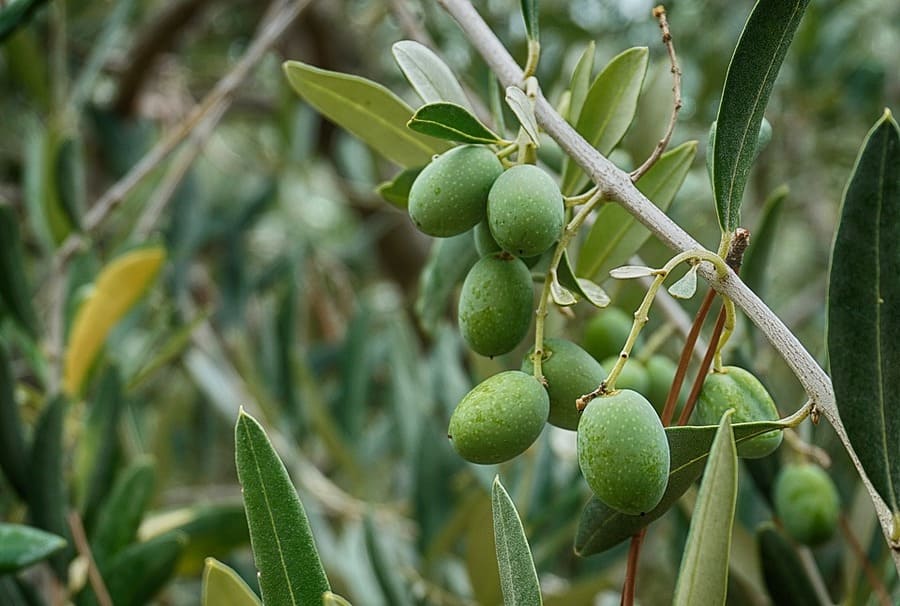 ulivi puglia