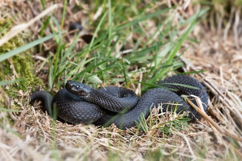vipera nera