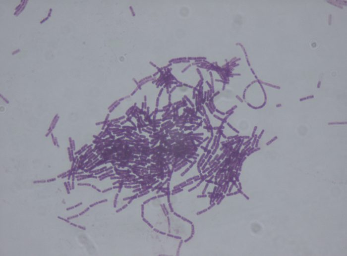 bacillus thuringiensis