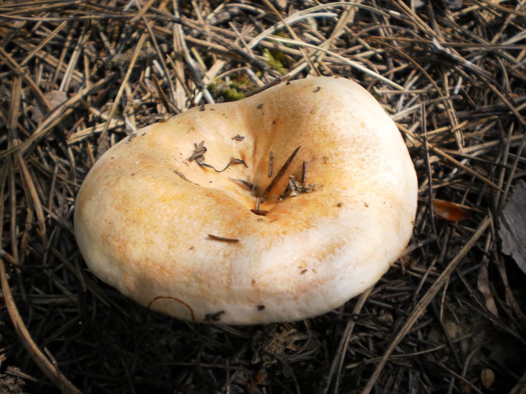 lactarius deliciosus