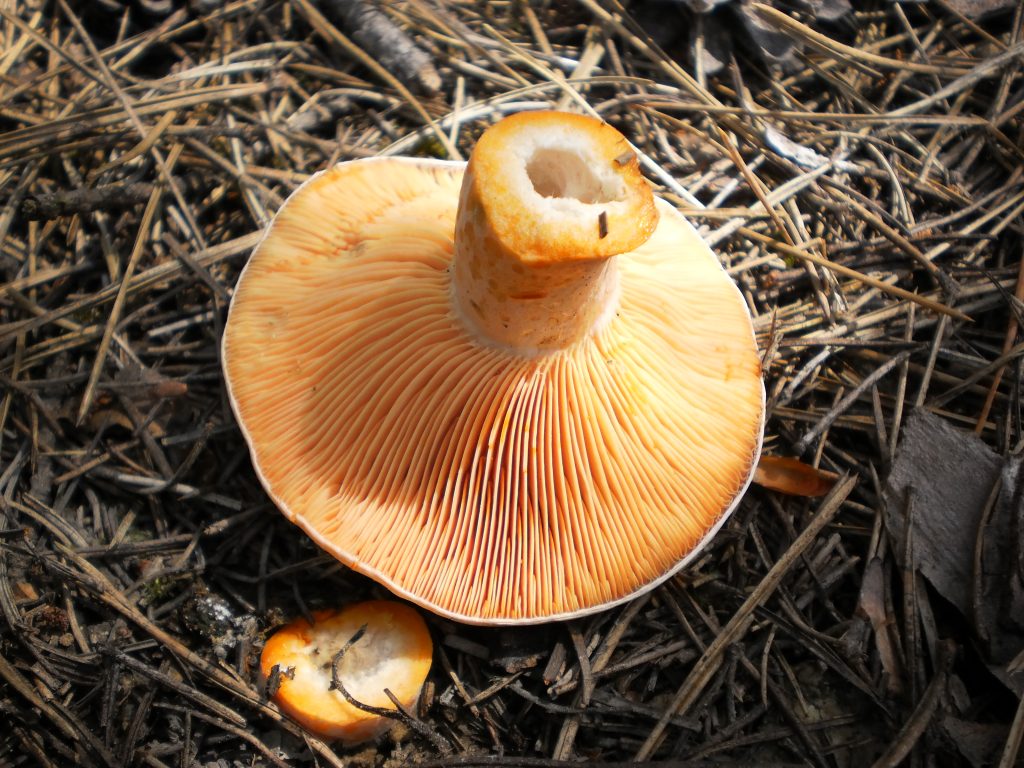 lactarius deliciosus