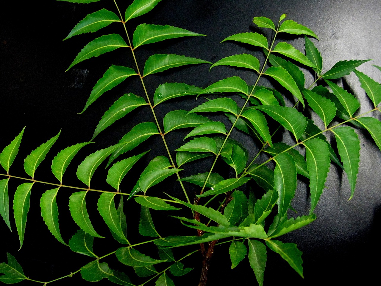olio di Neem 