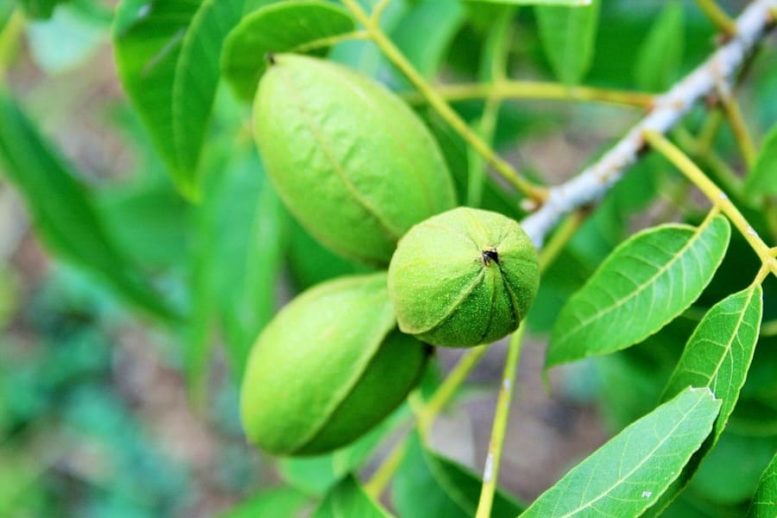 albero noci pecan