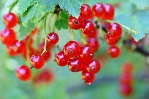 albero ribes rosso