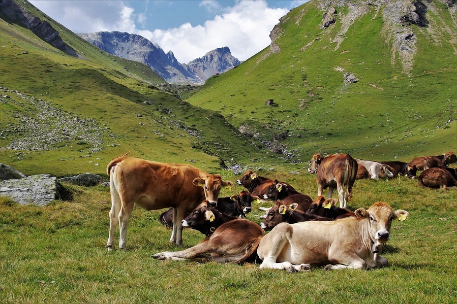 Referendum Svizzera