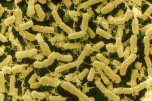 bacillus thuringiensis