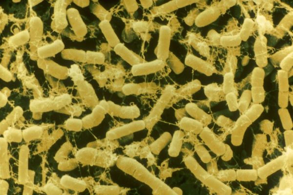 bacillus thuringiensis