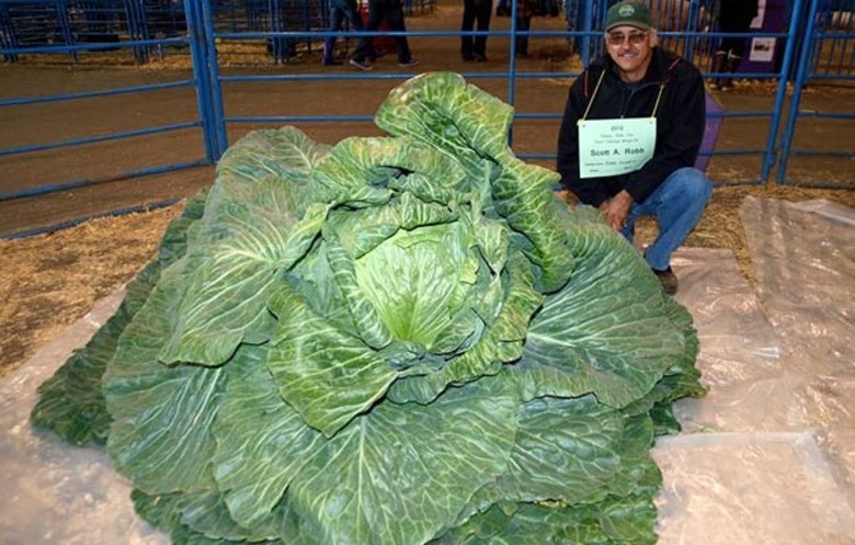 cavolo gigante