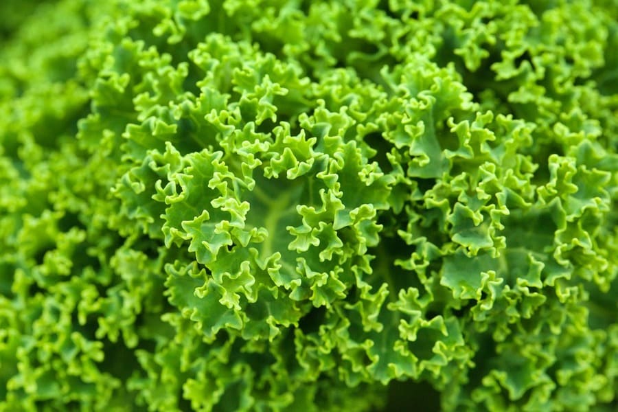cavolo riccio