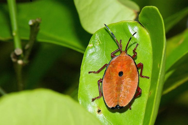 cimice arancione