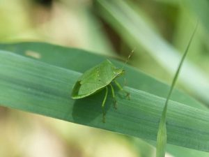 cimice asiatica