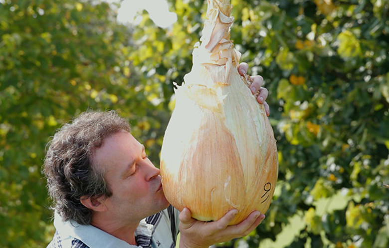 cipolla gigante