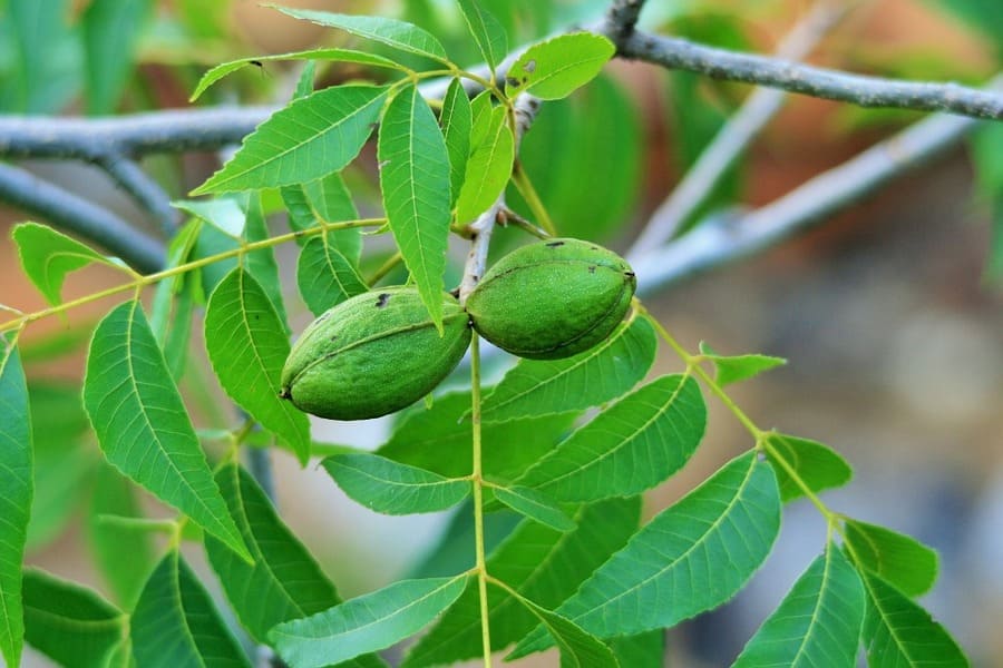 coltivare noci pecan